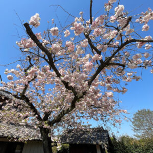 サロン前の八重桜